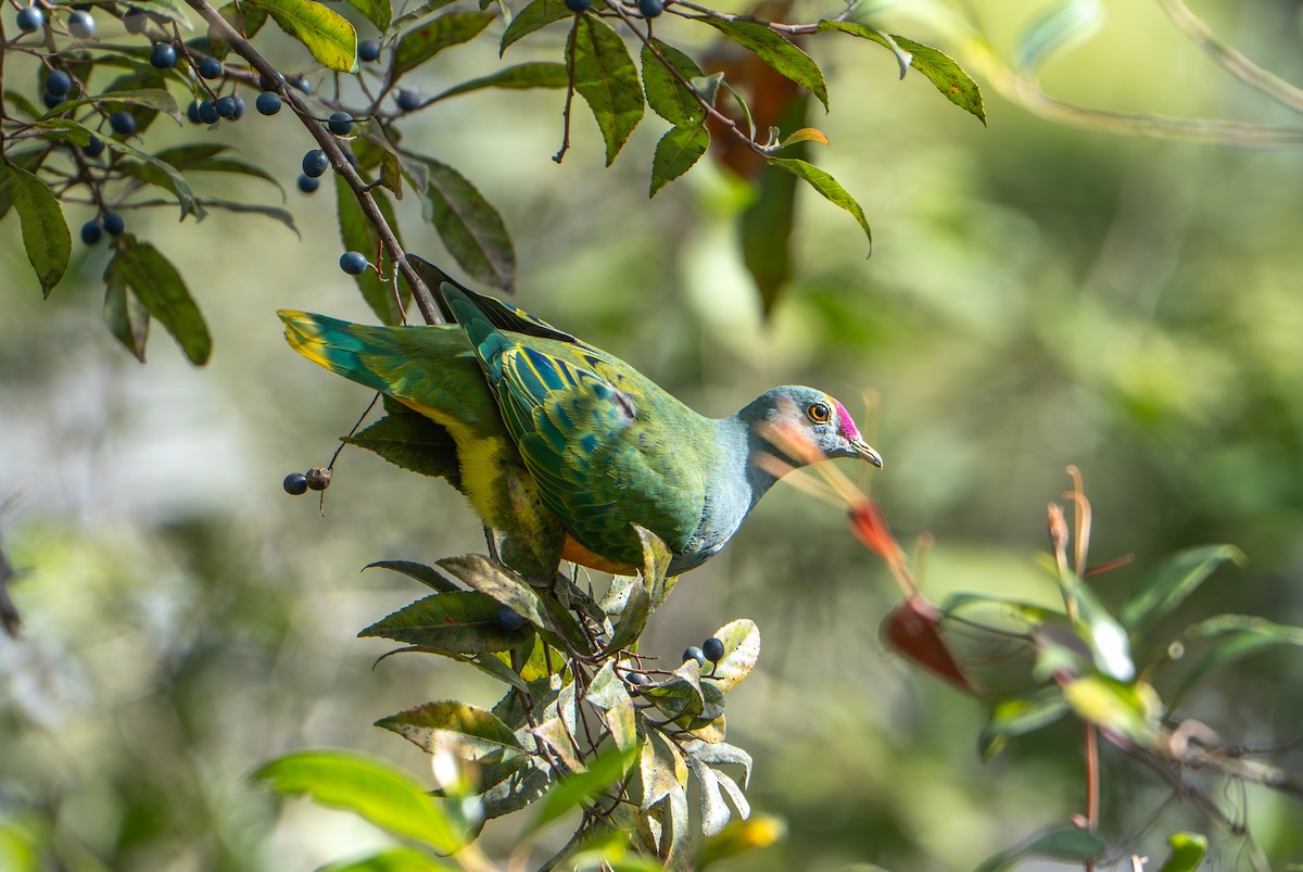 Rose-crowned Fruit-Dove - ML641102810
