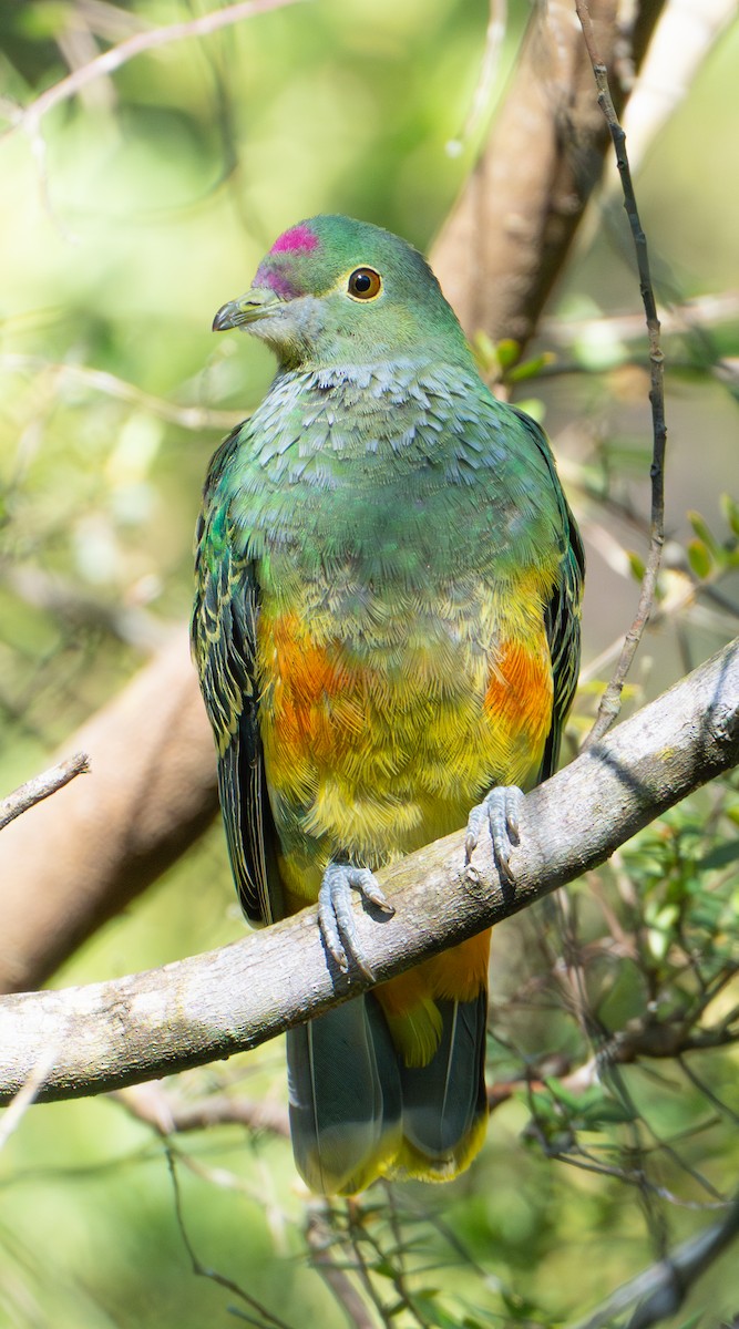 Rose-crowned Fruit-Dove - ML641102822