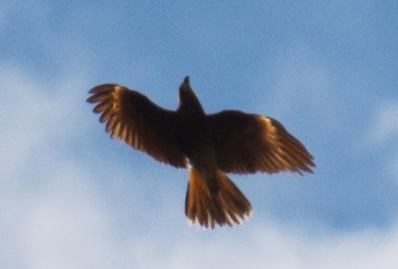 Mountain Caracara - ML641102830