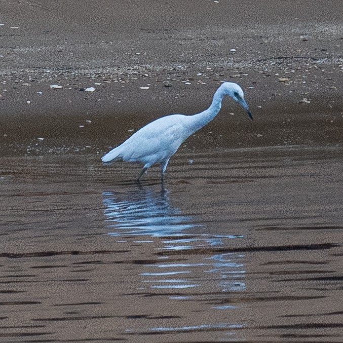 Little Blue Heron - ML641102831
