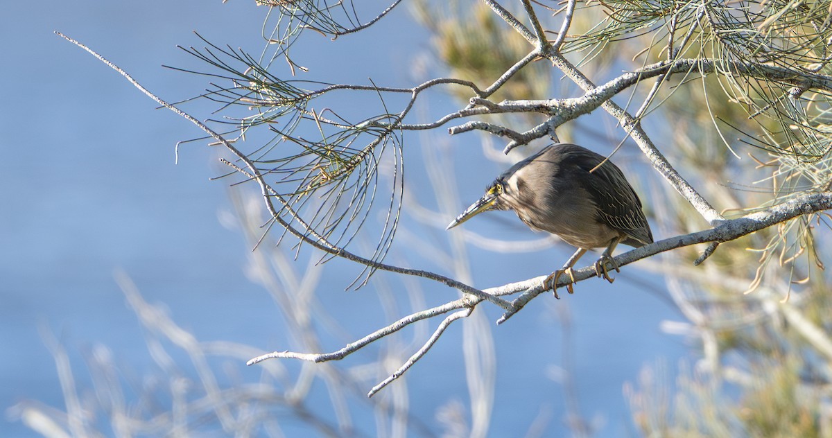 Little Heron - ML641102838
