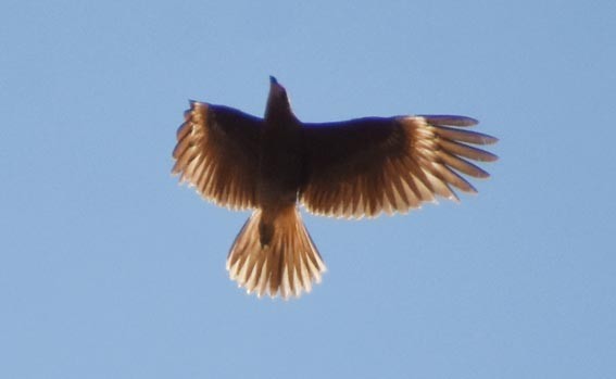 Mountain Caracara - ML641102840