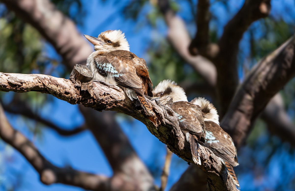 Laughing Kookaburra - ML641102846