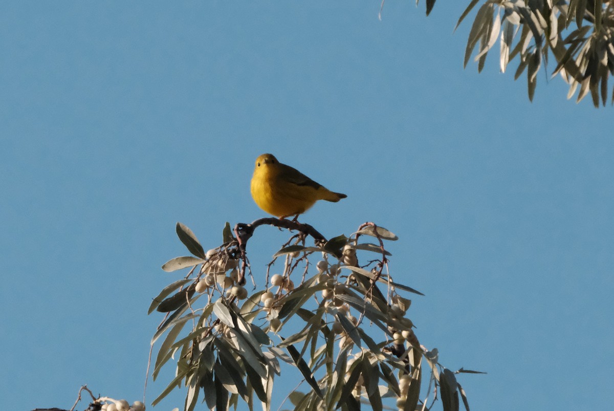Yellow Warbler (Northern) - ML641102855