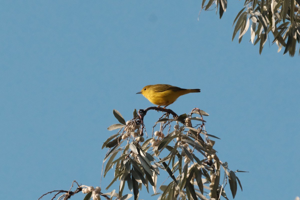 Yellow Warbler (Northern) - ML641102856