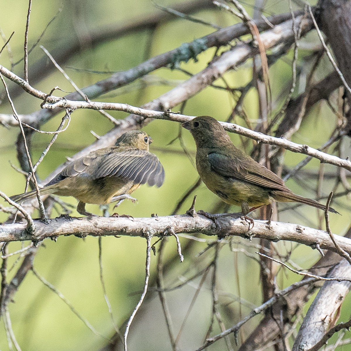 Painted Bunting - ML641102857