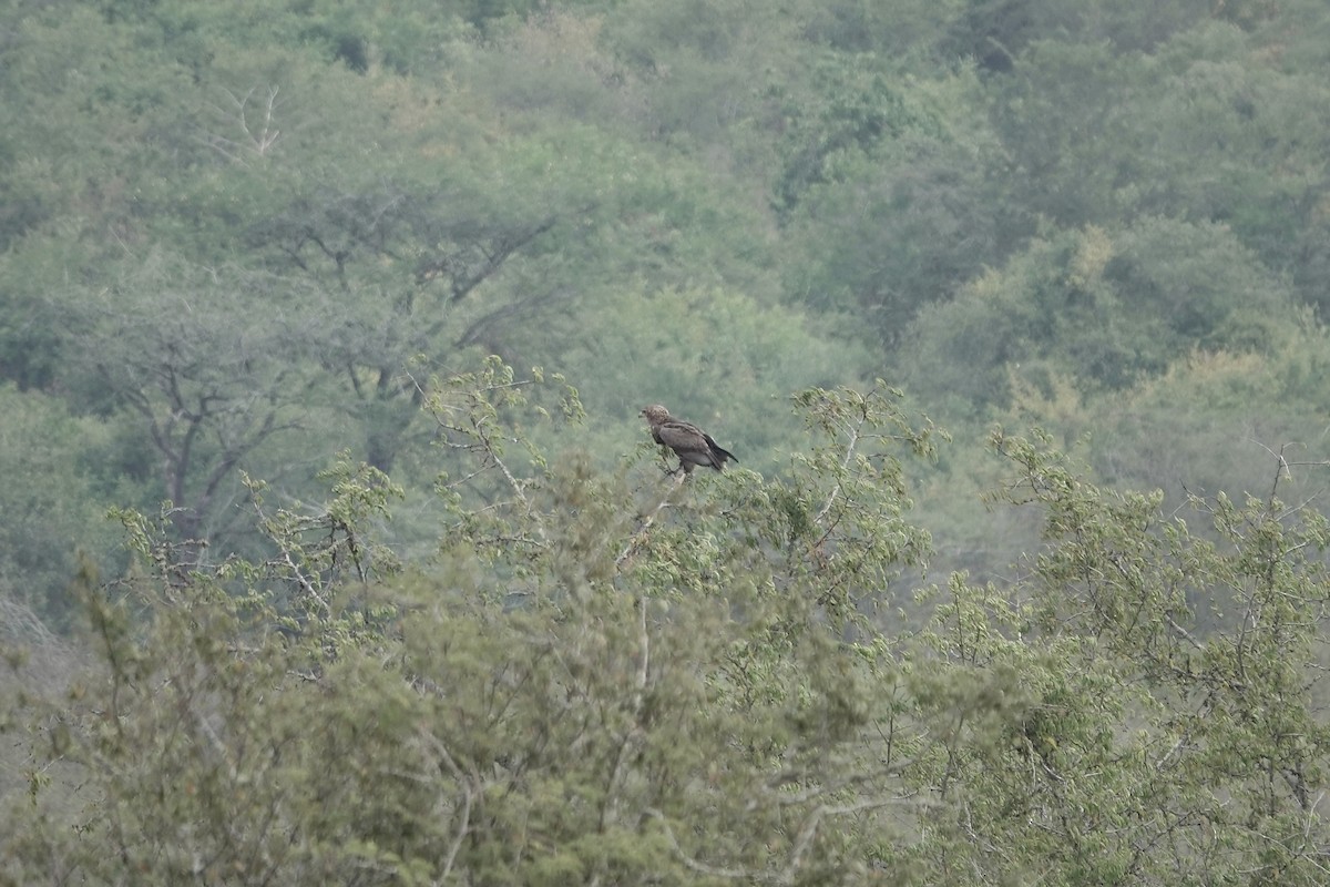 Tawny Eagle - ML641102869