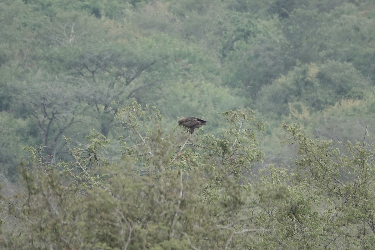 Tawny Eagle - ML641102870