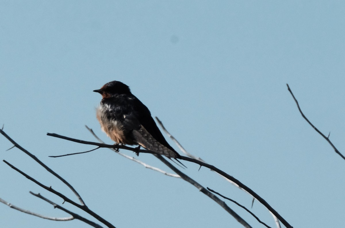 Barn Swallow (American) - ML641102871