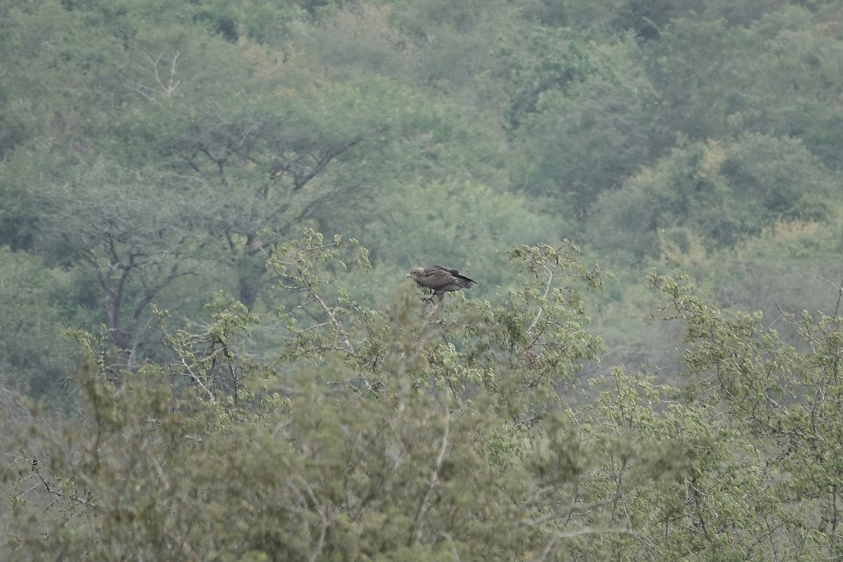 Tawny Eagle - ML641102873