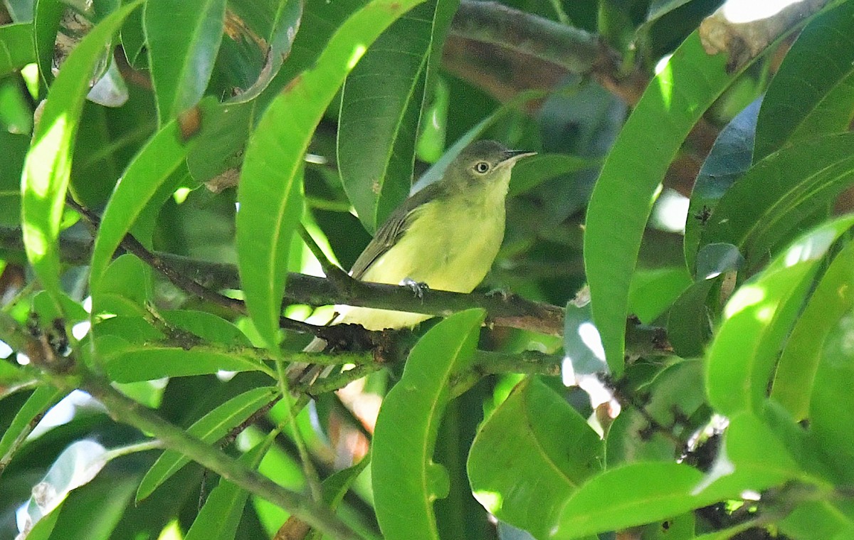 Green-backed Honeyeater - ML641102892