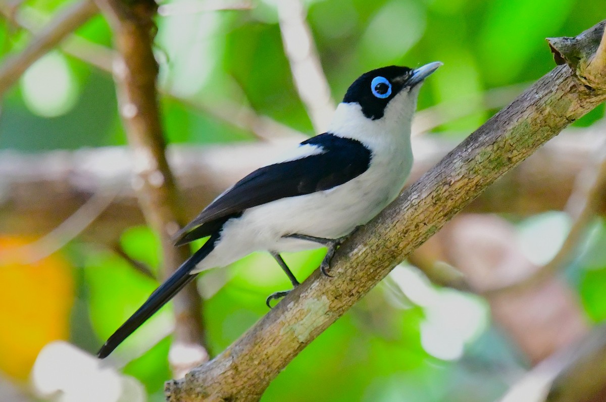 Frill-necked Monarch - ML641102911