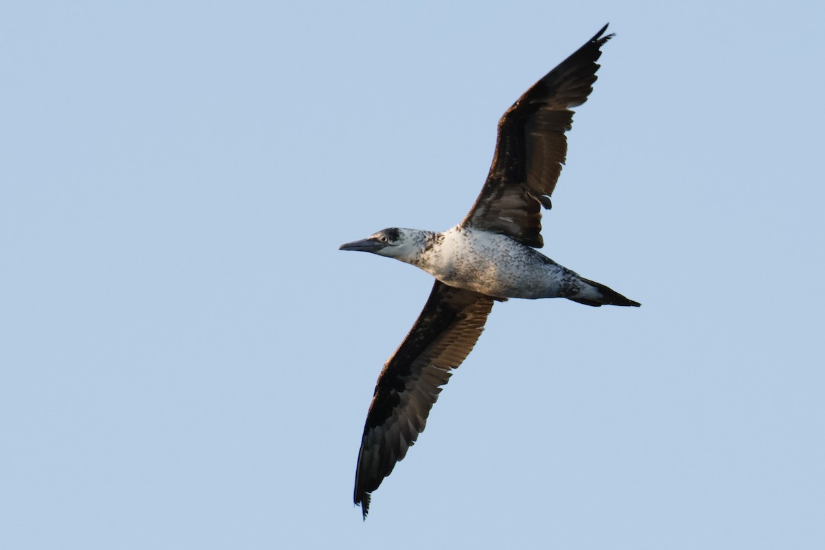 Northern Gannet - ML641102918