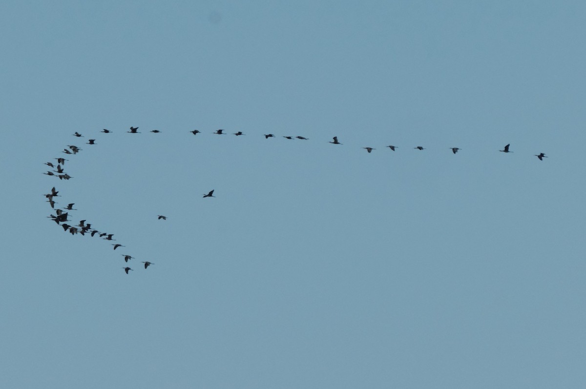 White-faced Ibis - ML641102922
