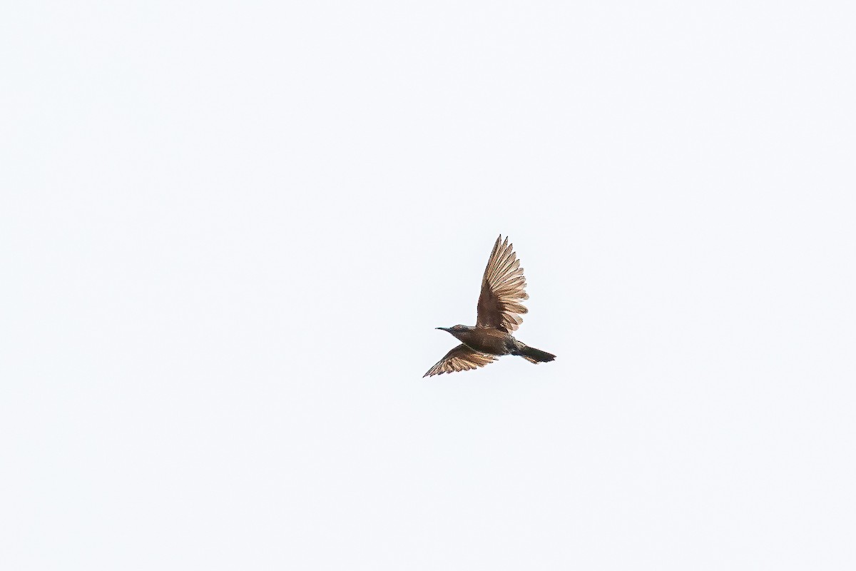 Long-billed Cuckoo - ML641102927