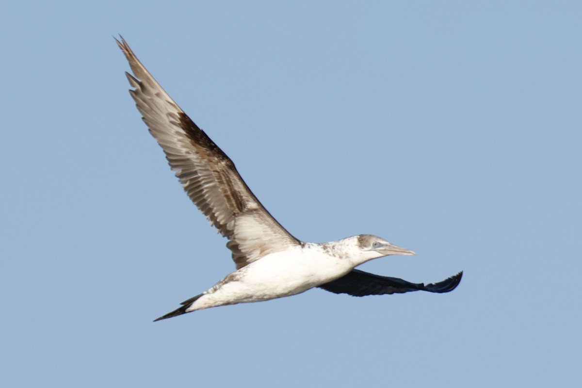 Northern Gannet - ML641102962