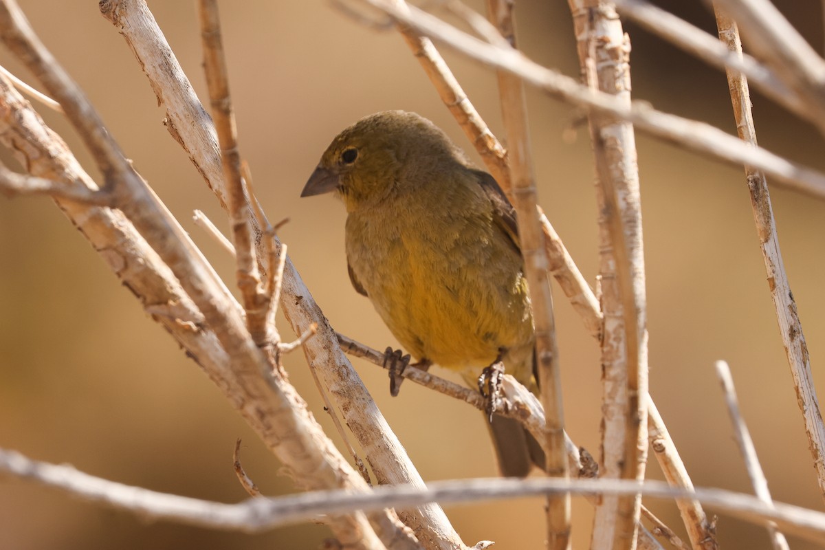 Greenish Yellow-Finch - ML641102964