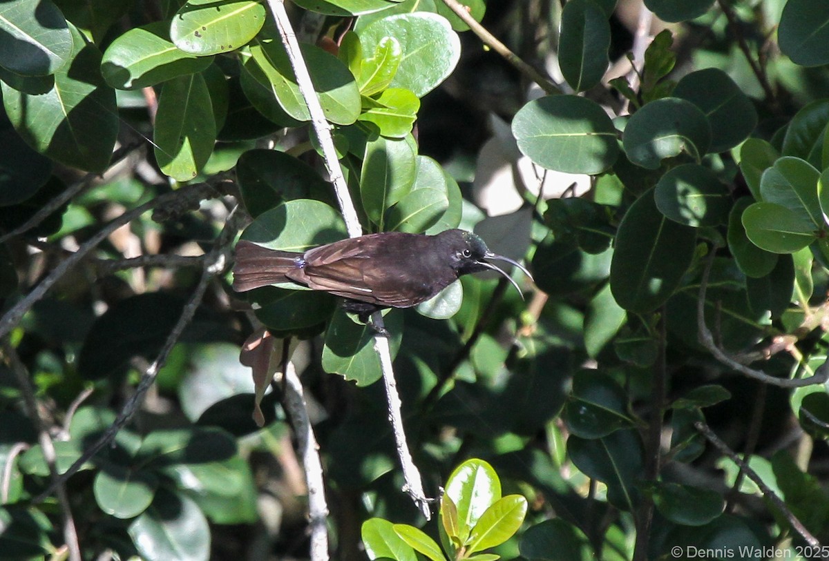 Amethystglanzköpfchen - ML641102973
