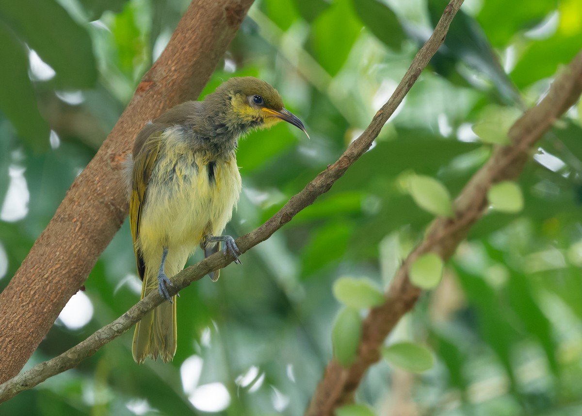Brown Honeyeater - ML641102975