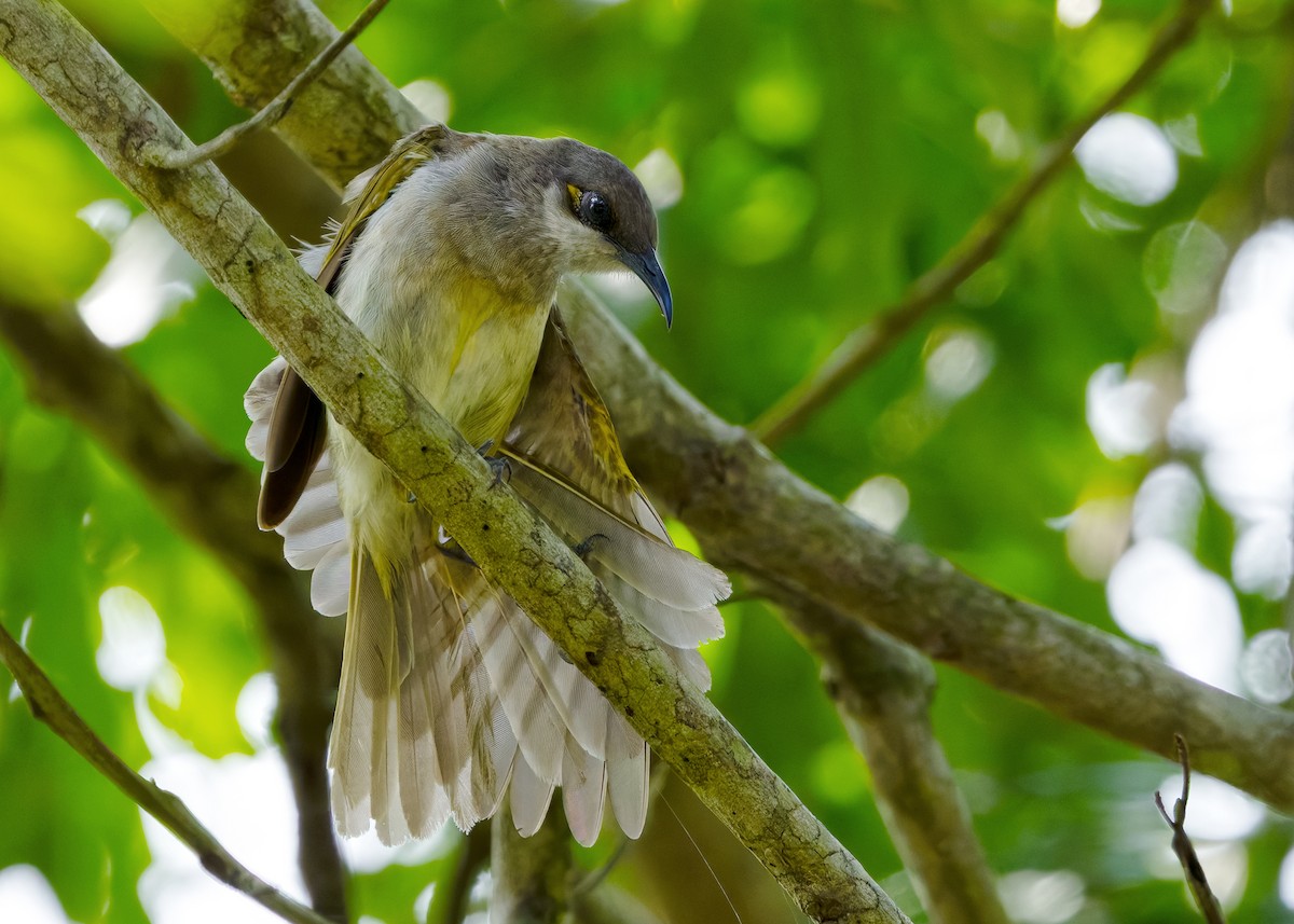 Brown Honeyeater - ML641102977