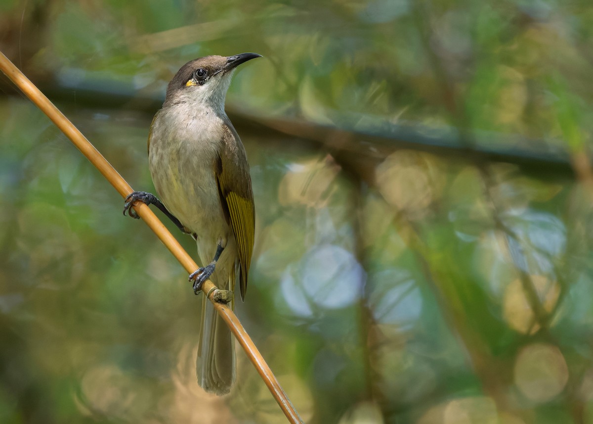 Brown Honeyeater - ML641102978