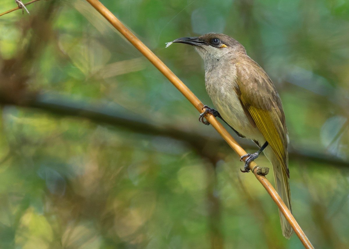 Brown Honeyeater - ML641102979