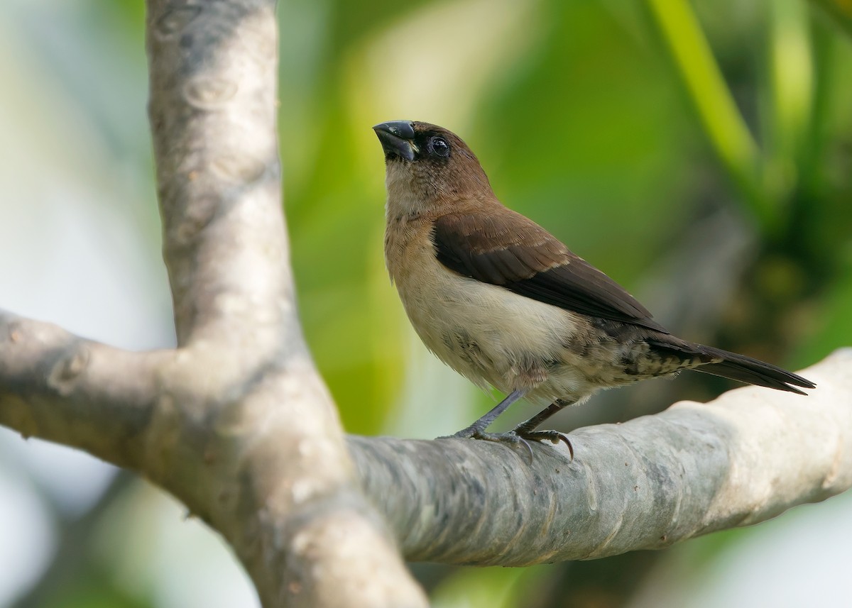 Javan Munia - ML641102984