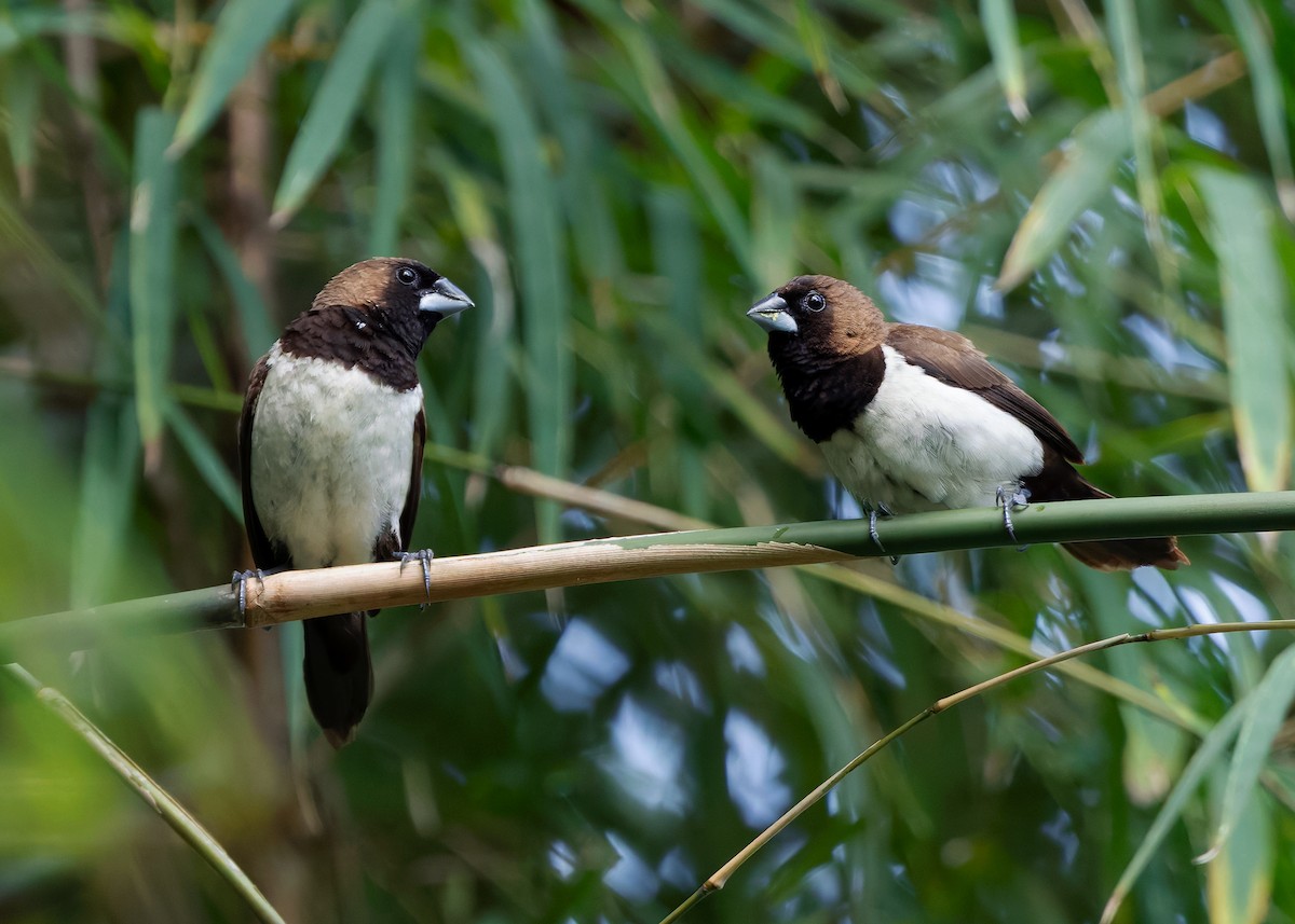 Javan Munia - ML641102985