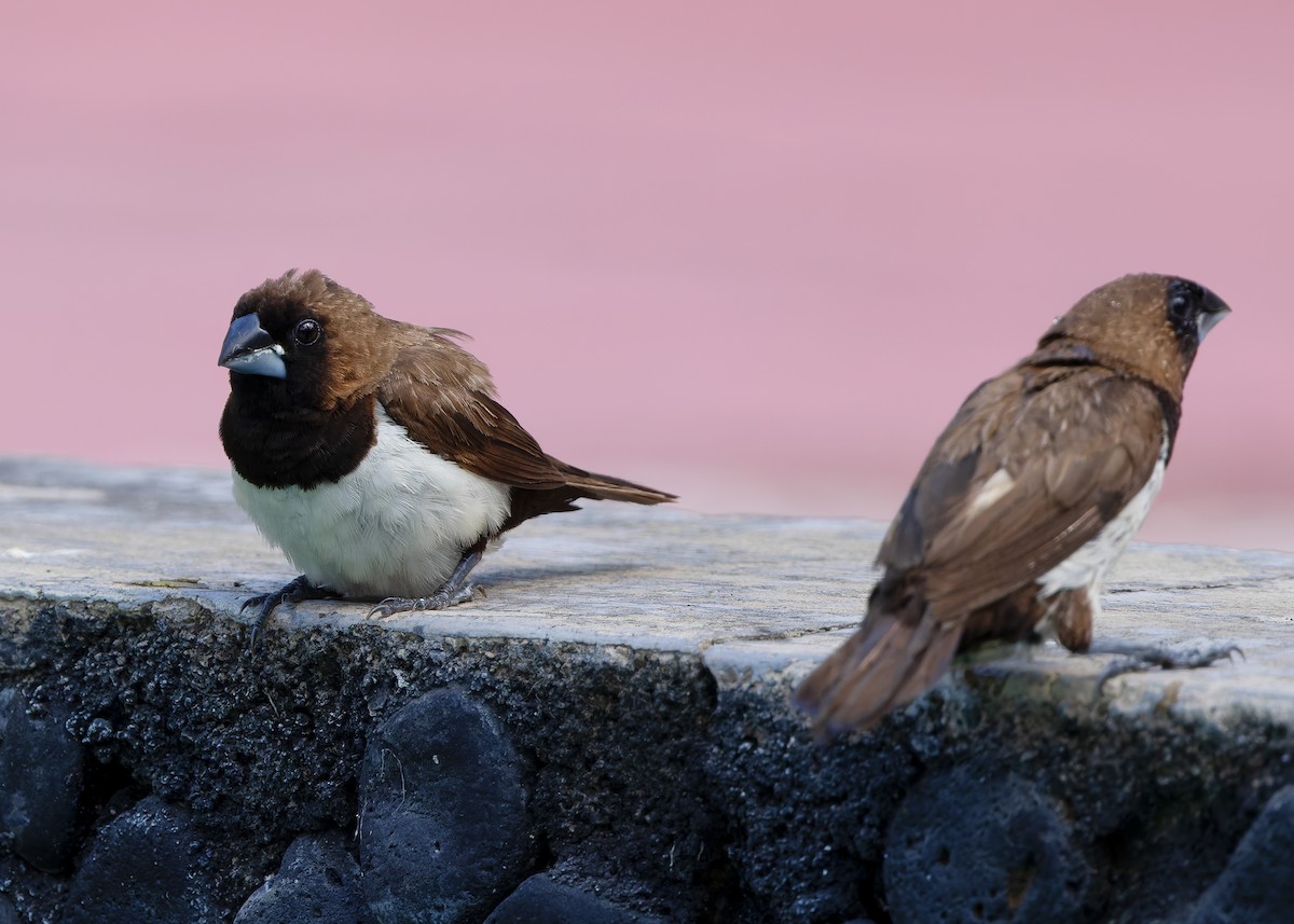 Javan Munia - ML641102986