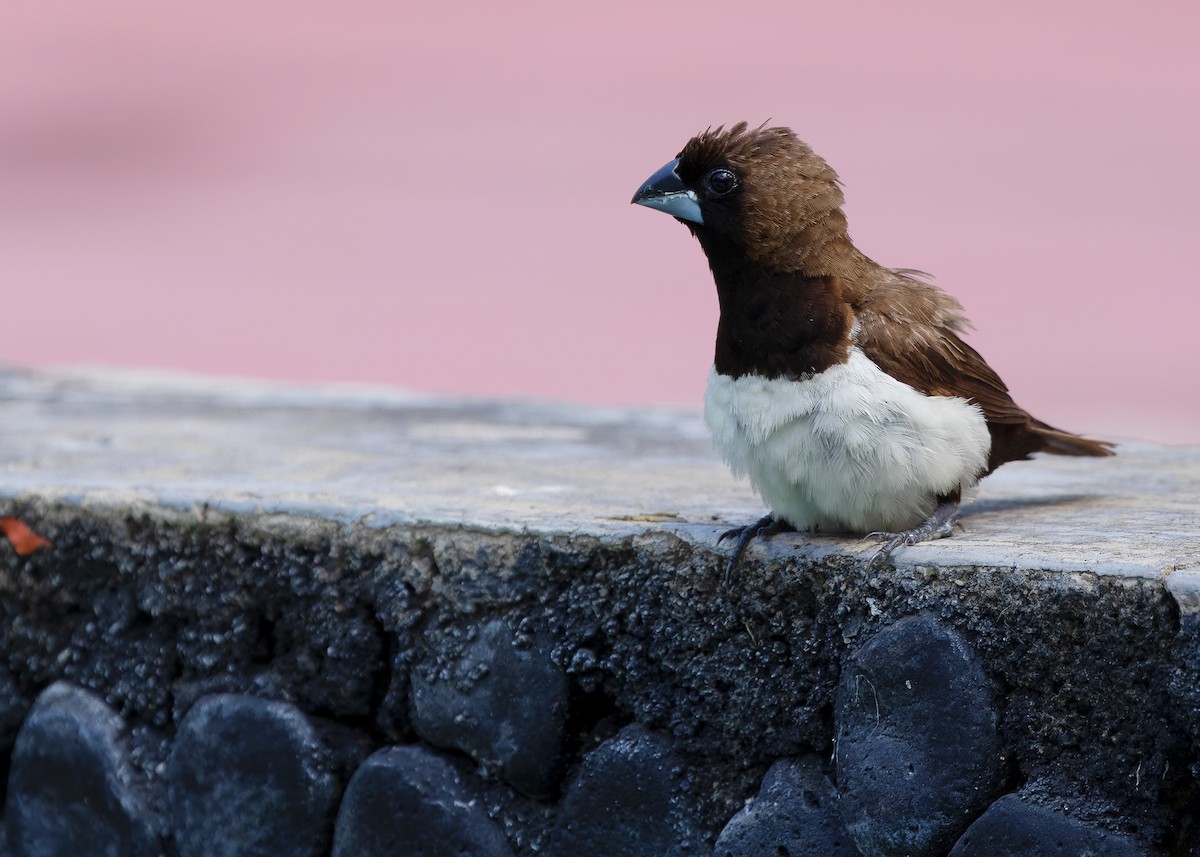 Javan Munia - ML641102987