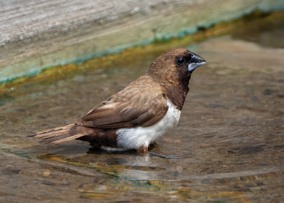 Javan Munia - ML641102988