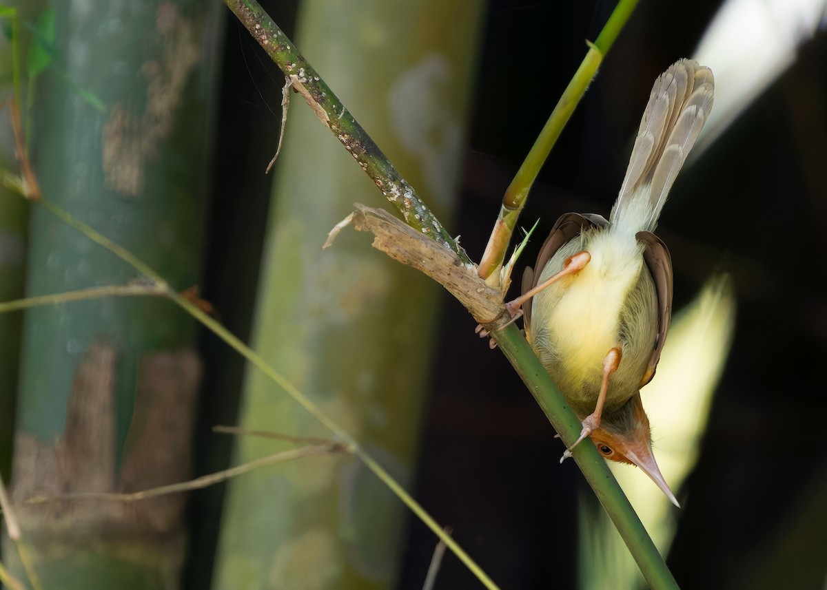 Olive-backed Tailorbird - ML641102999