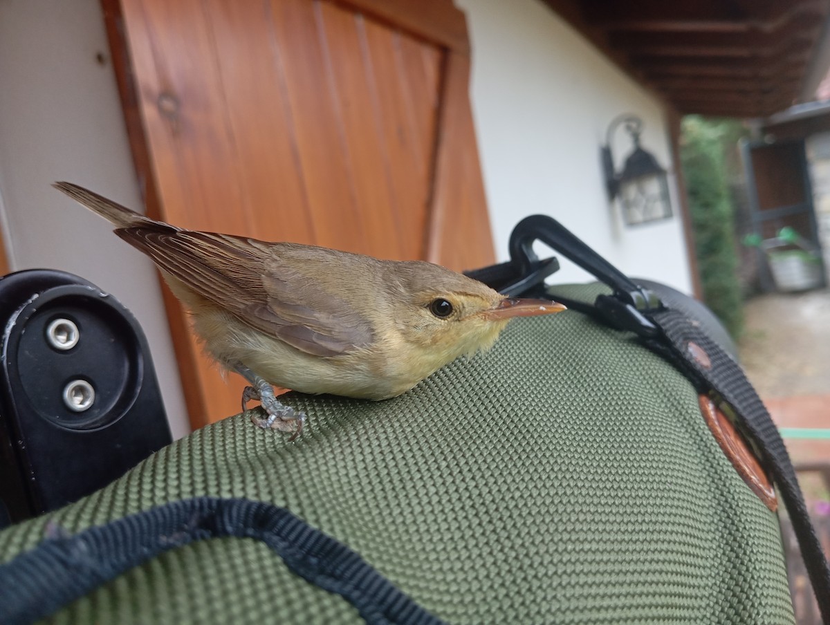 Melodious Warbler - ML641103010