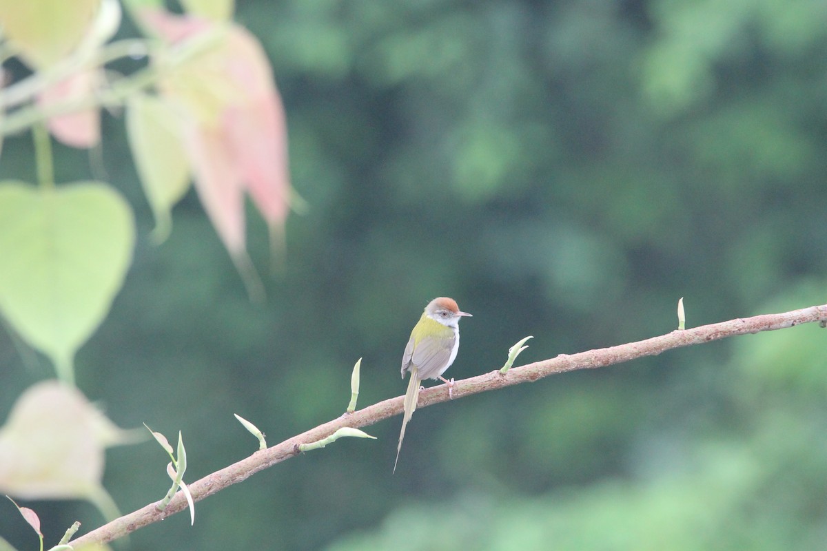 Common Tailorbird - ML641103030