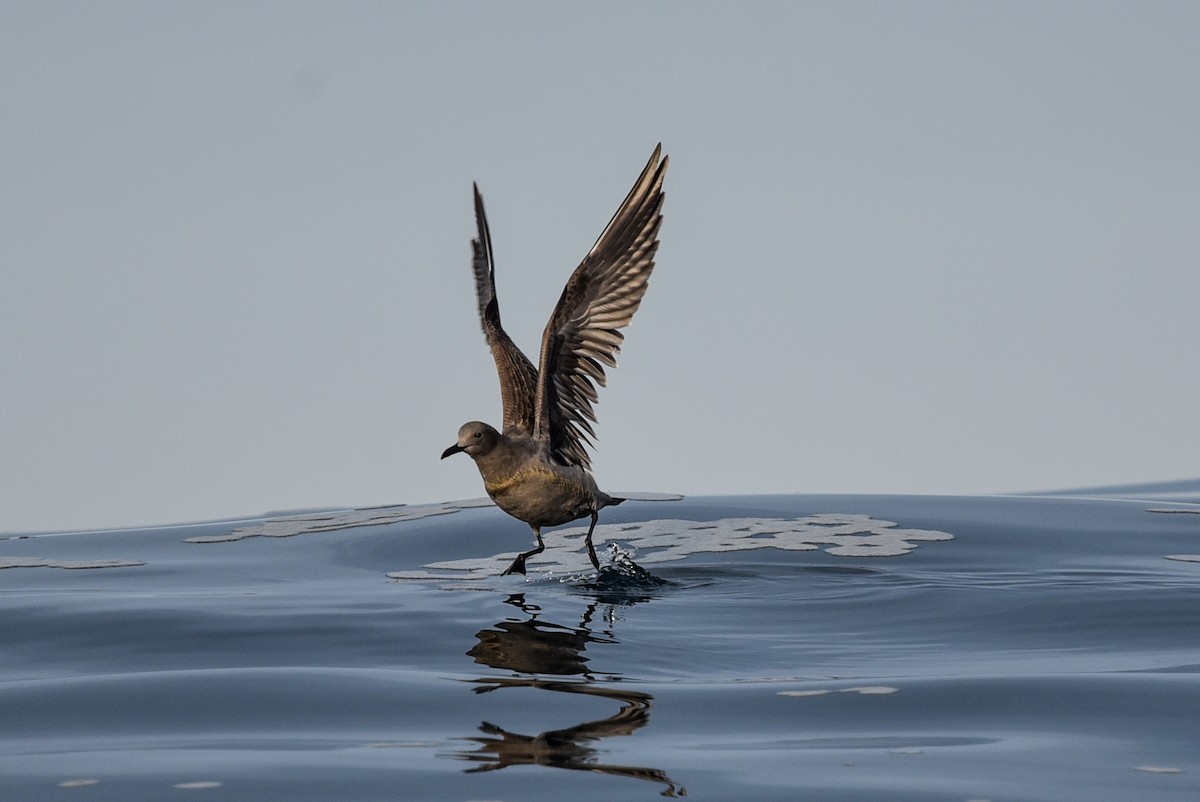 Gray Gull - ML641103042