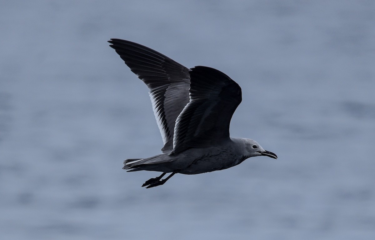 Gray Gull - ML641103044