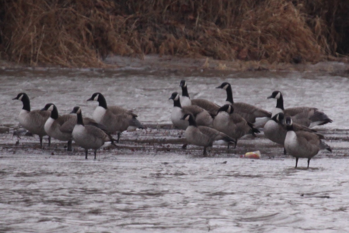Cackling Goose (Richardson's) - ML641103050