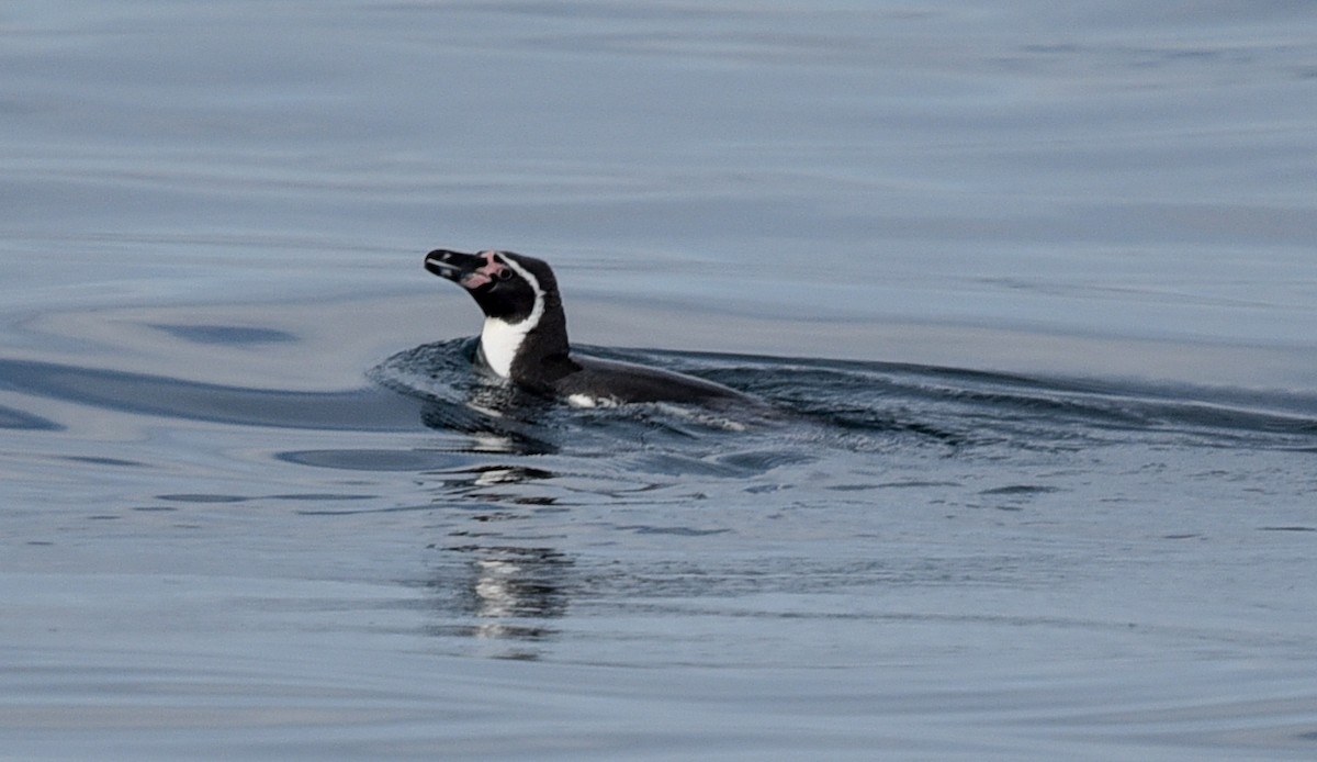 Humboldt Penguin - ML641103081