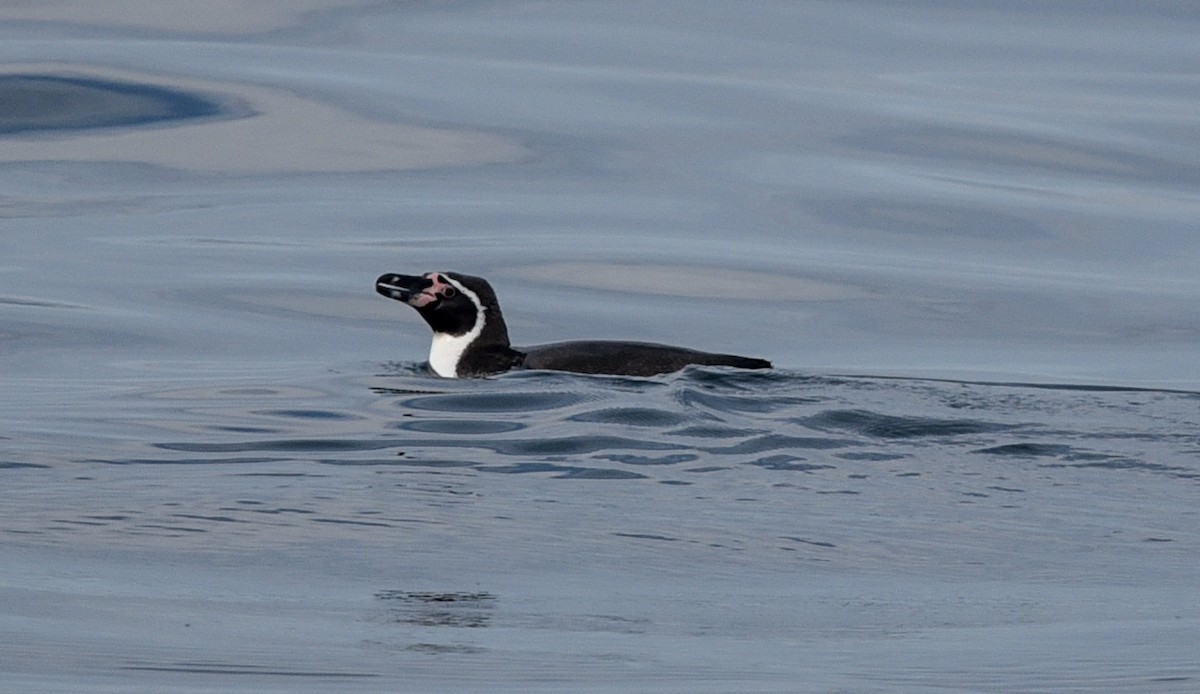 Humboldt Penguin - ML641103082