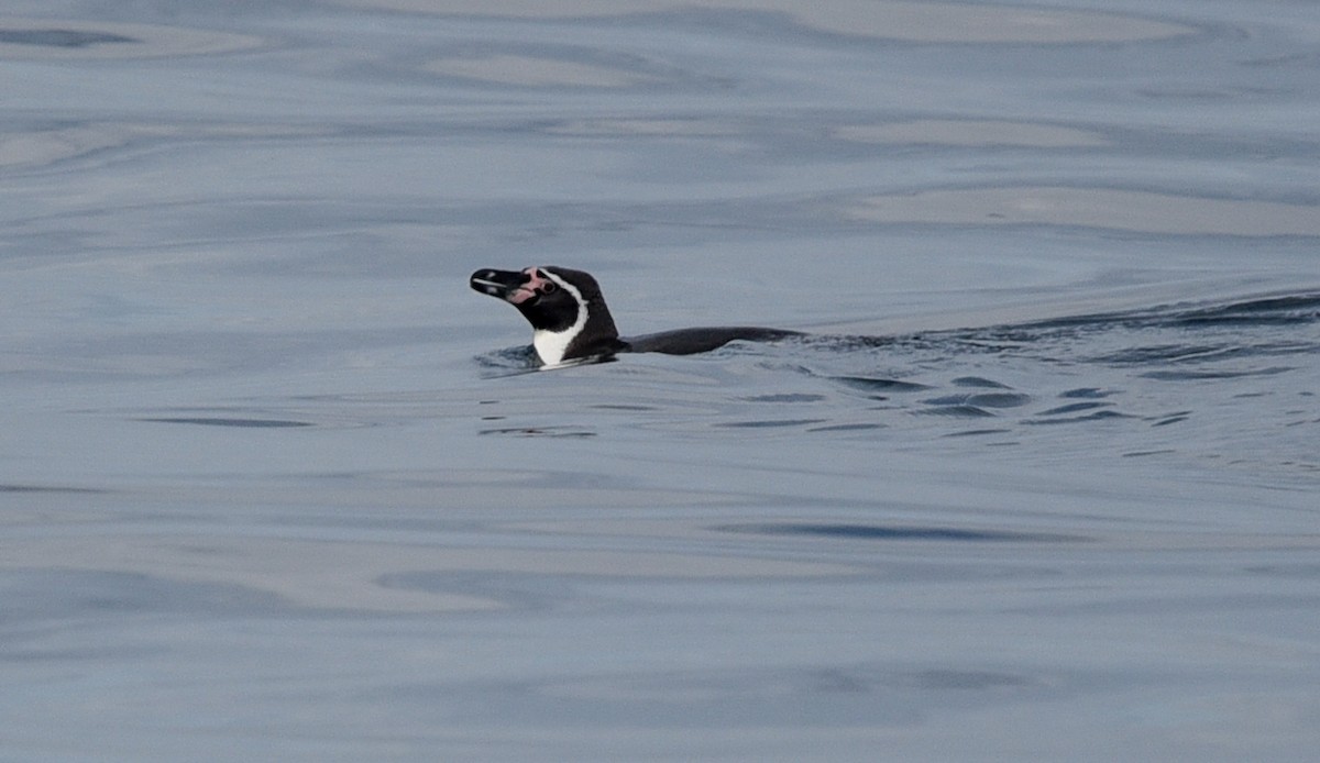 Humboldt Penguin - ML641103084