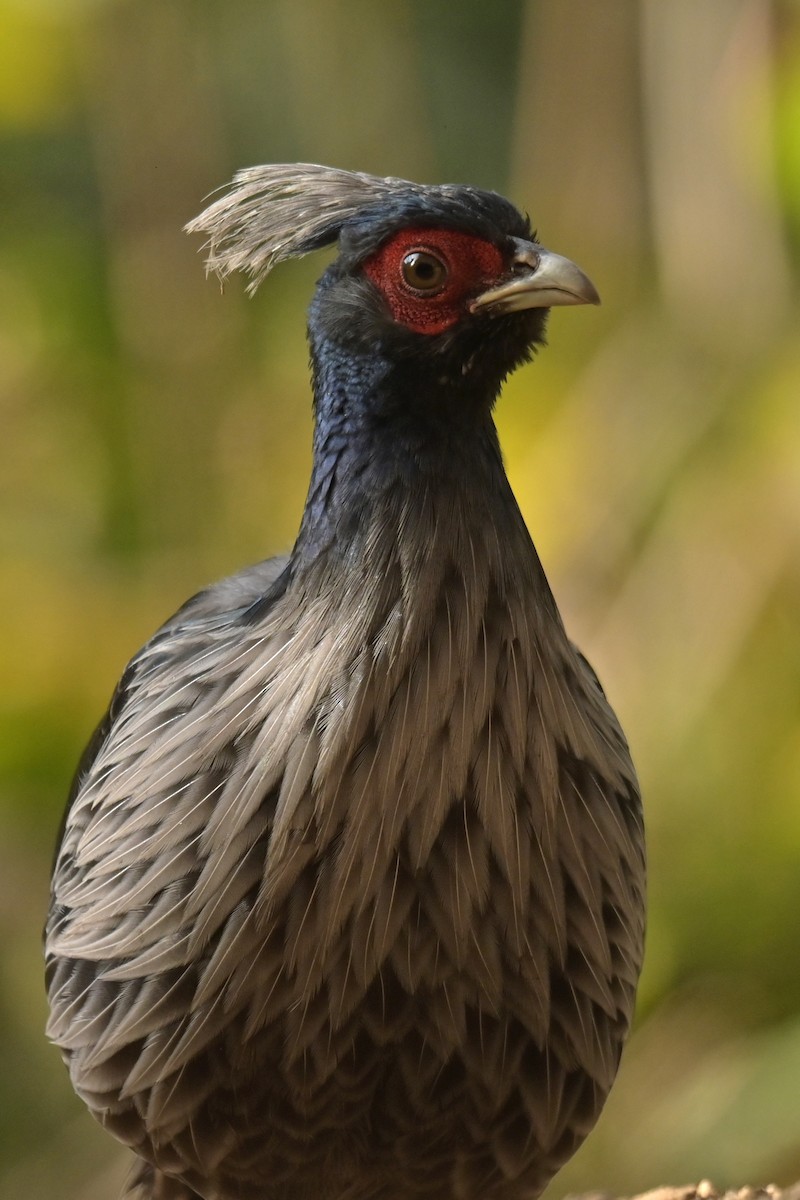 Kalij Pheasant - ML641103120