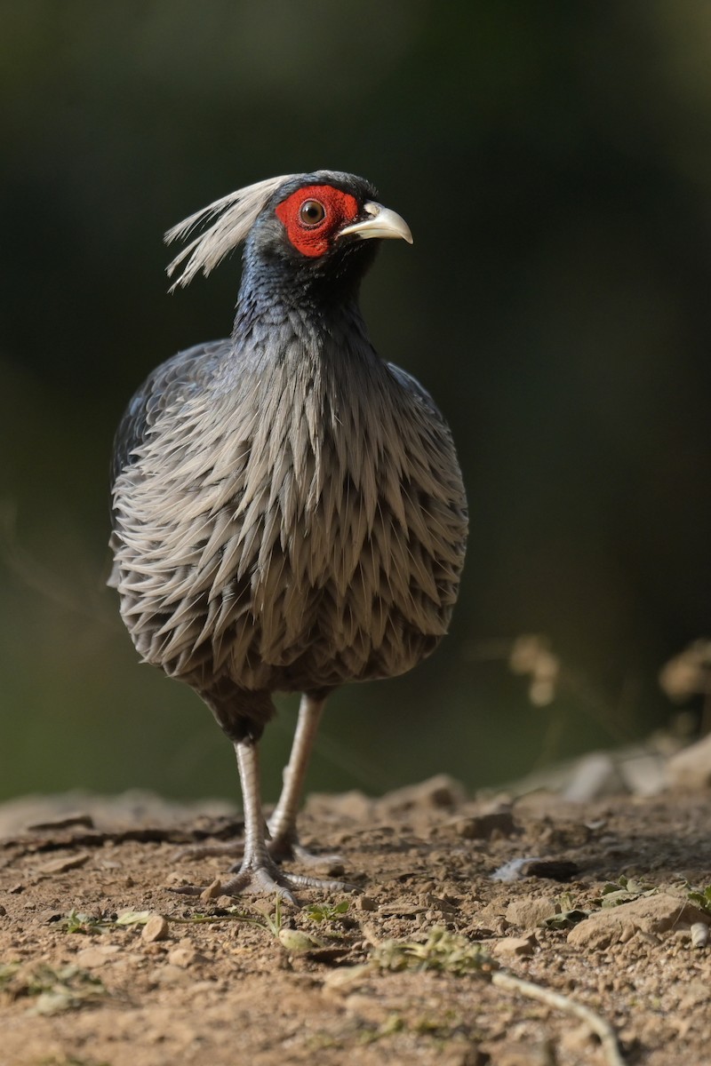 Kalij Pheasant - ML641103121