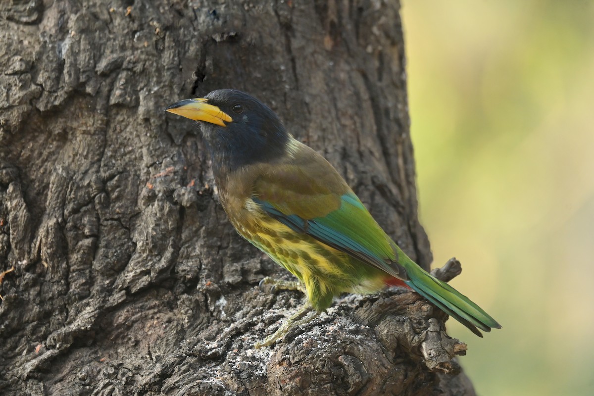 Great Barbet - ML641103143