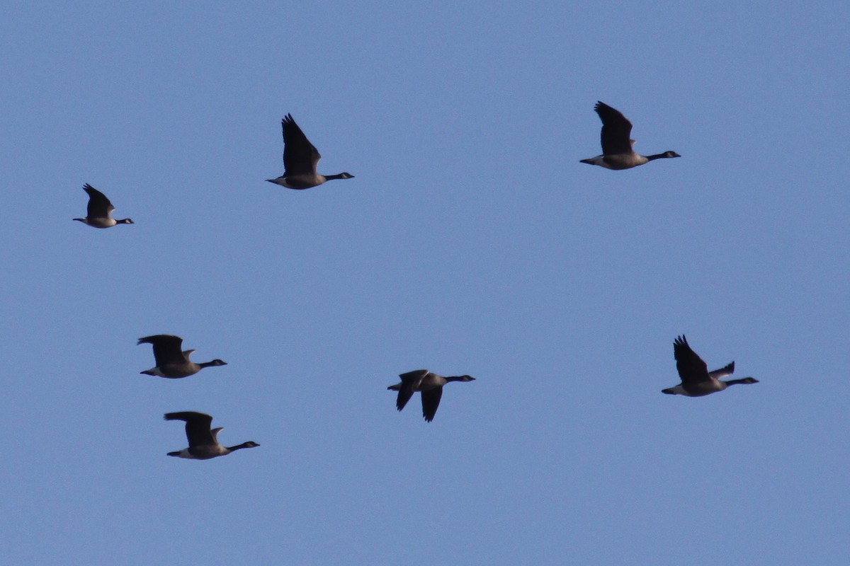 Cackling Goose (Richardson's) - ML641103144
