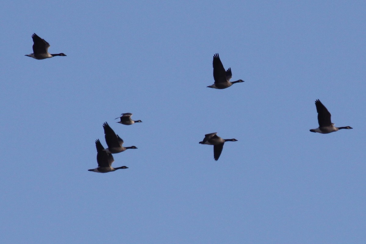 Cackling Goose (Richardson's) - ML641103145