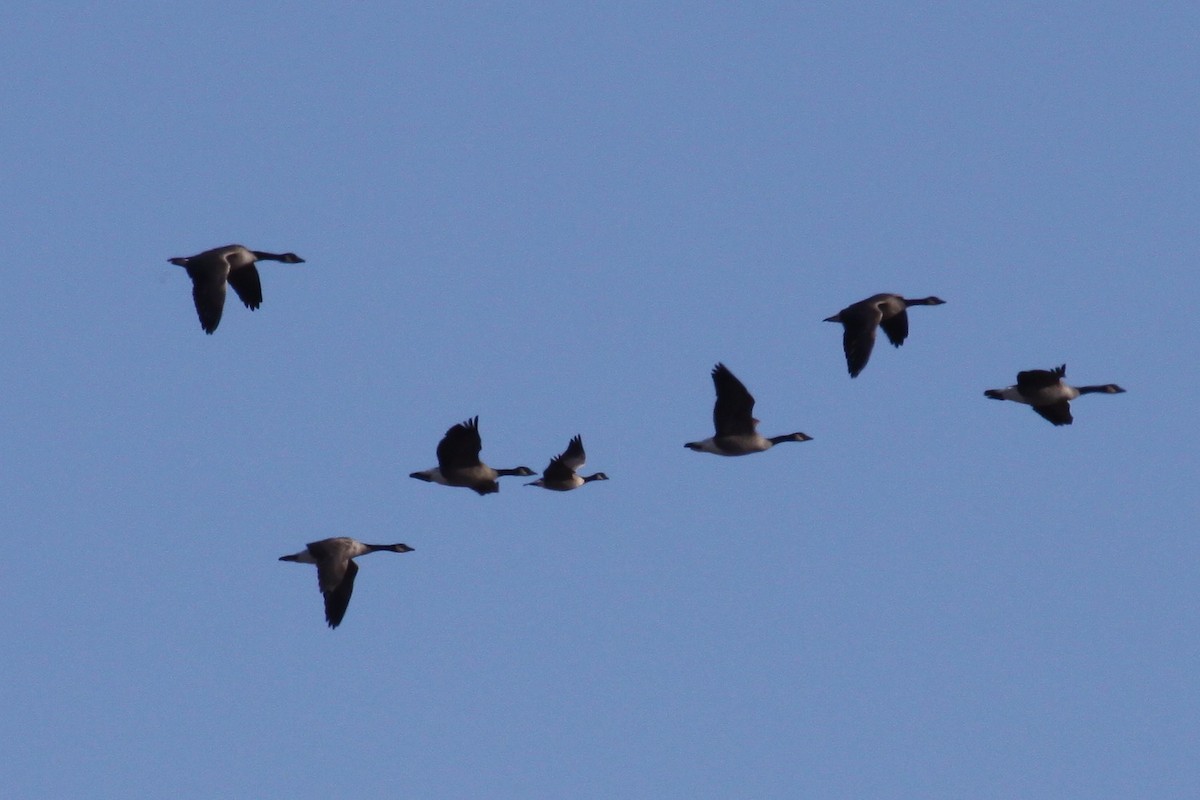 Cackling Goose (Richardson's) - ML641103146