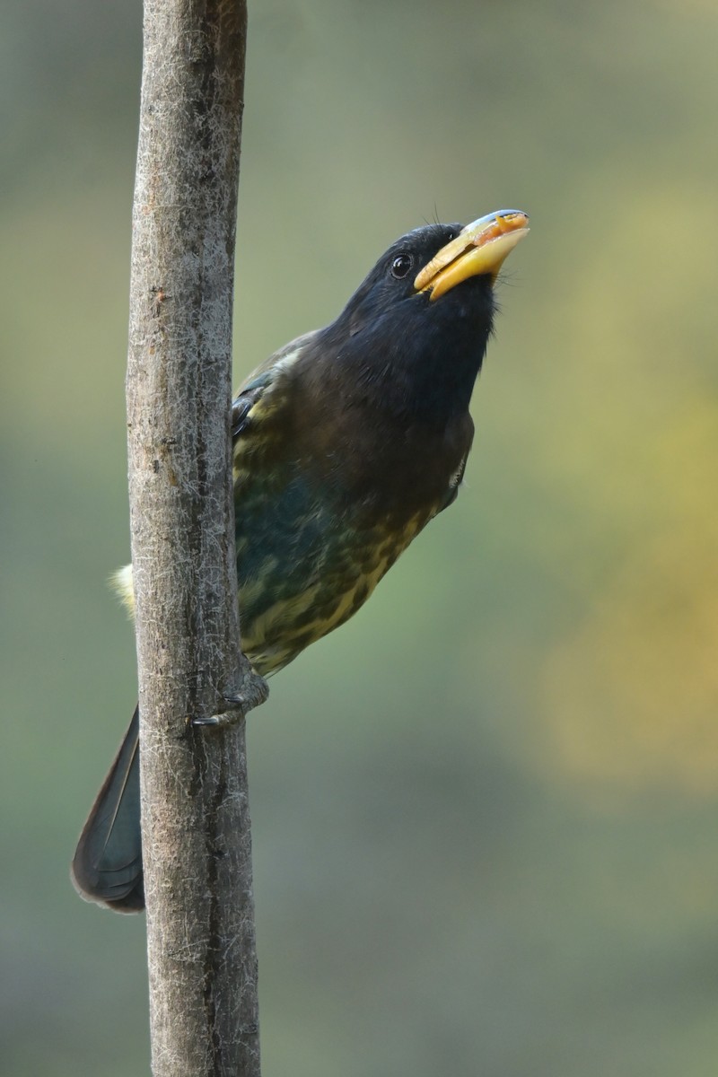 Great Barbet - ML641103148