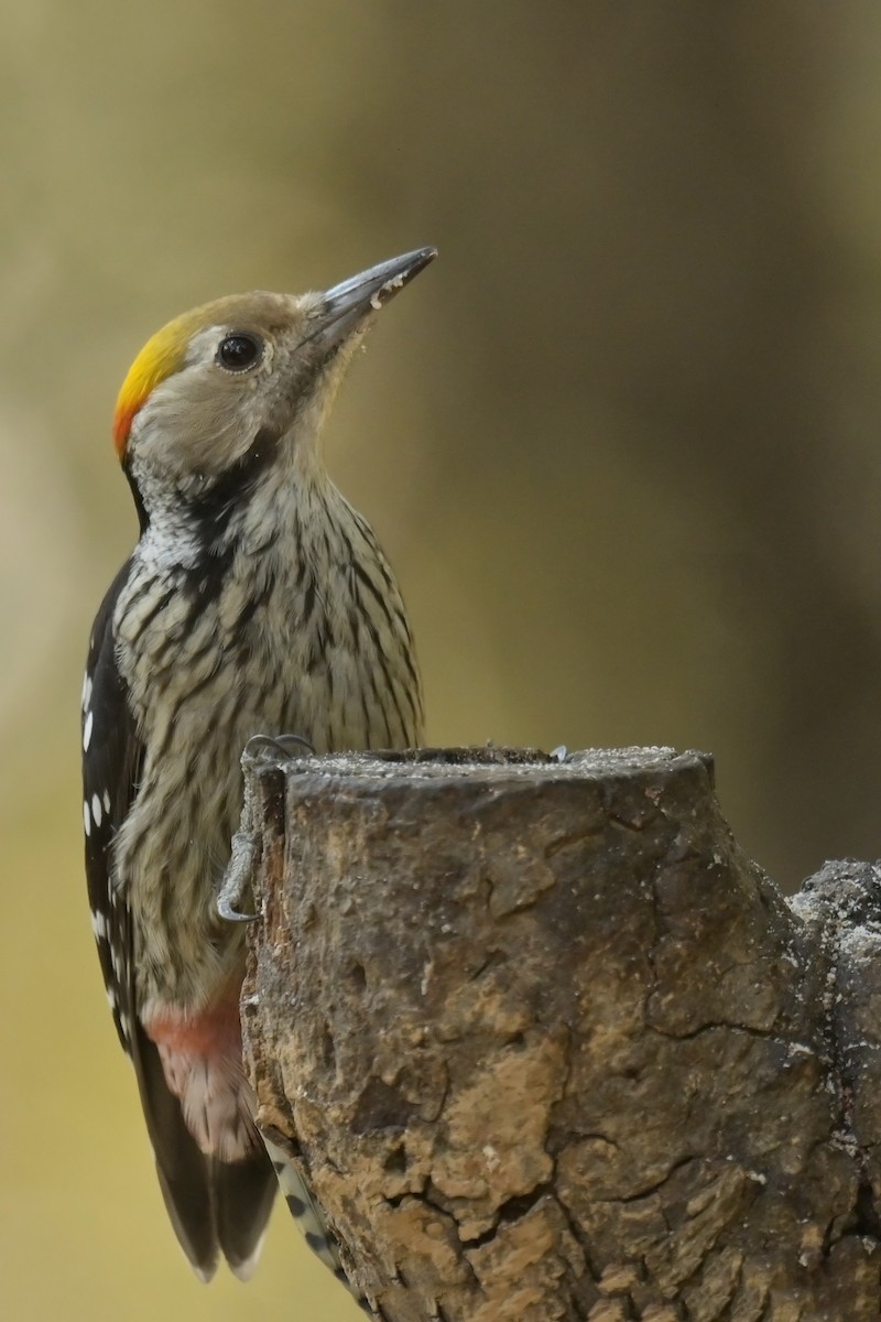 Brown-fronted Woodpecker - ML641103156
