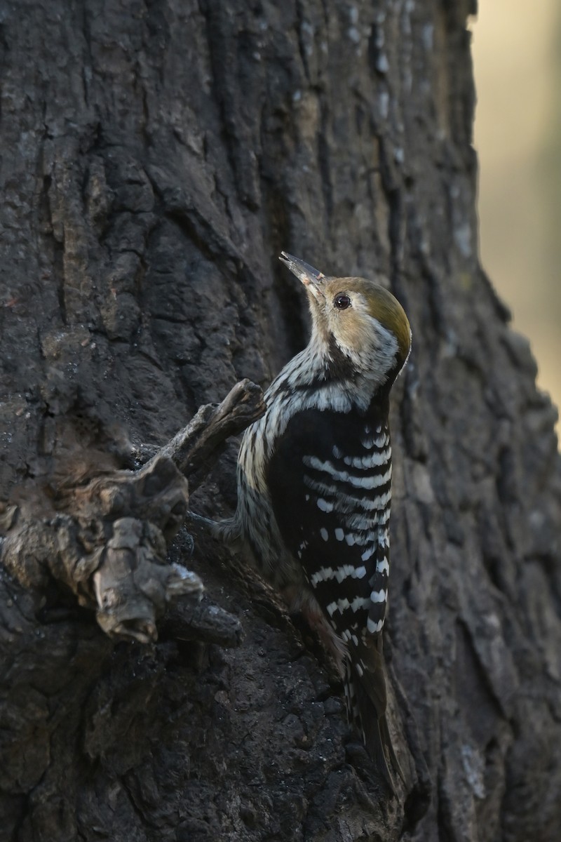 Brown-fronted Woodpecker - ML641103157