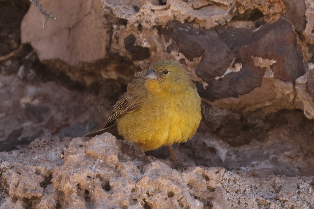 Greenish Yellow-Finch - ML641103160